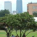 Jacksonville Symphony at Klutho Park